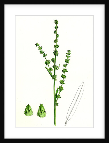 Atriplex Littoralis Var. Genuina Grass-Leaved Sea Orache Var. A. by Anonymous