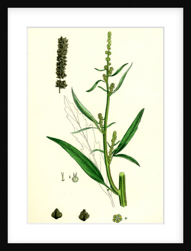 Atriplex Littoralis Var. Marina Grass-Leaved Sea Orache Var. B. by Anonymous