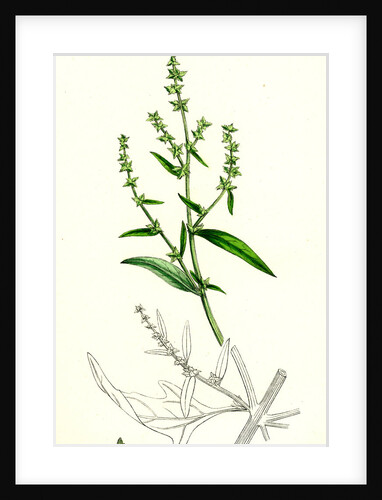 Atriplex Patula Var. Angustifolia Narrow-Leaved Orache Var. A. by Anonymous