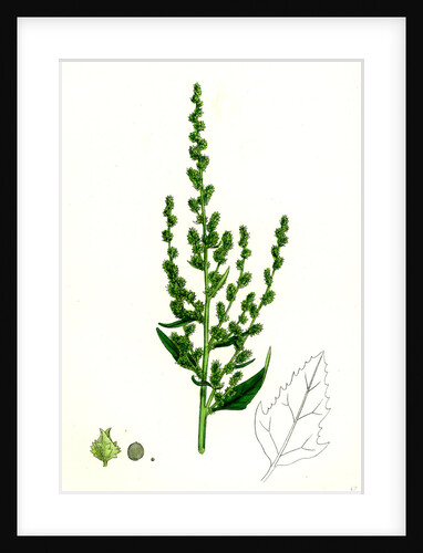 Atriplex Patula Var. Erecta Narrow-Leaved Orache Var. Y. by Anonymous