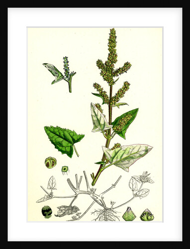 Atriplex Deltoidea Triangular-Leaved Orache by Anonymous
