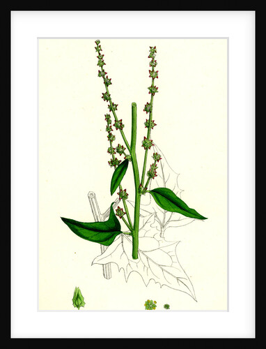 Atriplex Smithii Smith's Orache by Anonymous