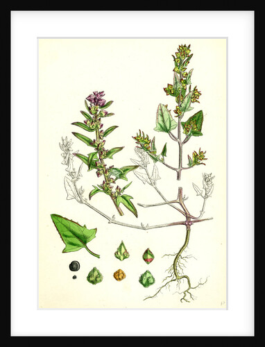 Atriplex Babingtonii Babington's Orache by Anonymous