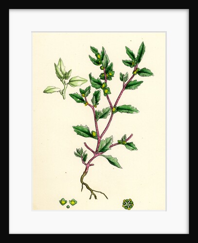 Atriplex Arenaria Frosted Sea Orache by Anonymous