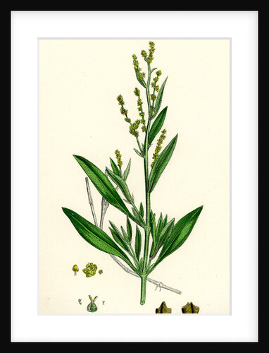 Atriplex Portulacoides Sea Purslane by Anonymous