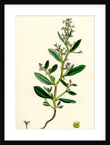 Atriplex Pedunculata Stalked-Fruited Sea Orache by Anonymous