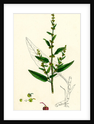 Rumex Conglomeratus Sharp Dock by Anonymous