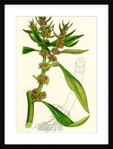 Rumex Maritimus Golden Dock by Anonymous