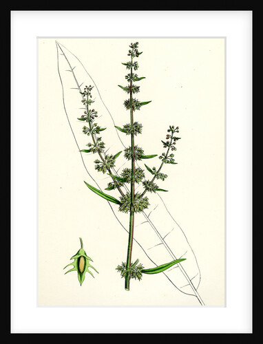 Rumex Palustris Yellow Marsh Dock by Anonymous