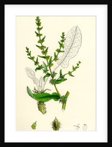 Rumex Pulcher Fiddle Dock by Anonymous