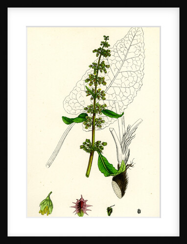 Rumex Obtusifolius Broad-Leaved Dock by Anonymous