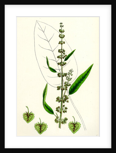 Rumex Conspersus Hartman's Dock by Anonymous