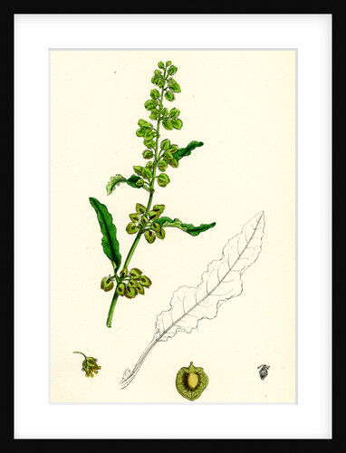 Rumex Crispus Curled Dock by Anonymous