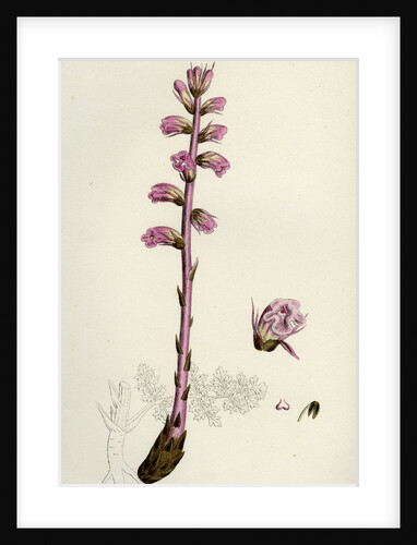 Orobanche Amethystea Bluish Broom-Rape by Anonymous