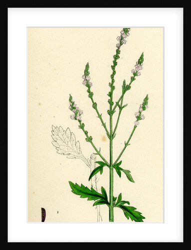 Verbena Officinalis Common Vervain by Anonymous