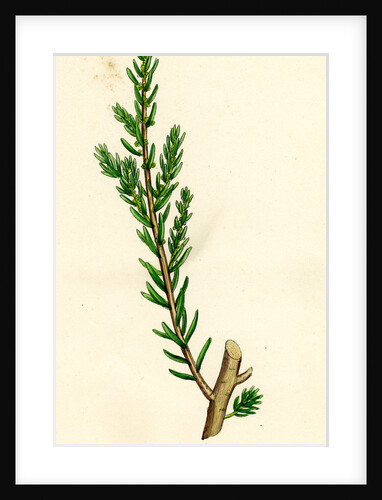 Suaeda Fruticosa Shrubby Sea-Blite by Anonymous