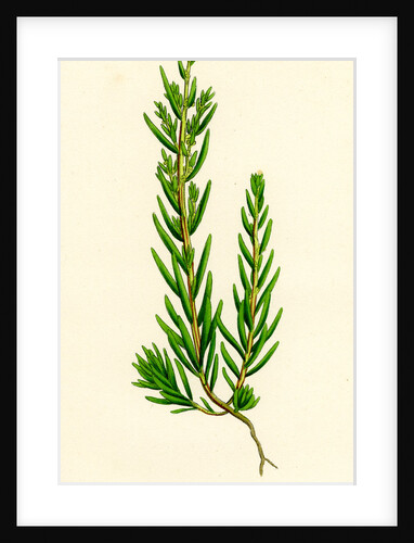 Suaeda Maritima Annual Sea-Blite by Anonymous