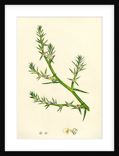 Salsola Kali Prickly Saltwort by Anonymous