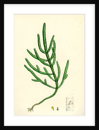 Salicornia Herbacea Var. Acetaria Common Marsh-Samphire Var. A. by Anonymous