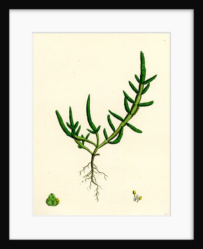 Salicornia Herbacea Var. Procumbens Common Marsh-Samphire Var. B. by Anonymous