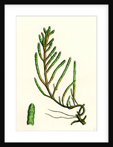 Salicornia Radicans Creeping Marsh-Samphire by Anonymous