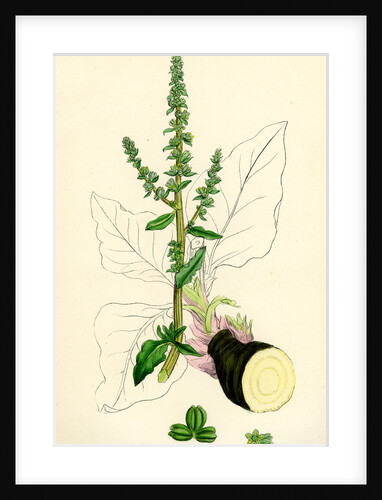 Beta Maritima Sea Beet by Anonymous