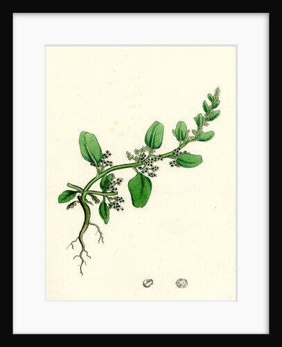 Chenopodium Polyspermum Var. Genuinum Many-Seeded Goosefoot Var. A. by Anonymous