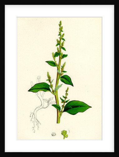 Chenopodium Polyspermum Var. Acutifolium Many-Sided Goosefoot Var. B. by Anonymous