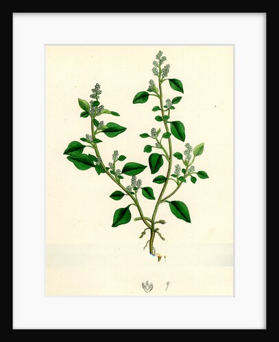 Botanical Print by Anonymous