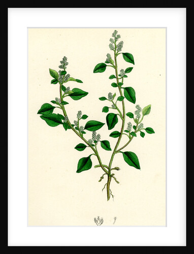 Chenopodium Vulvaria Stinking Goosefoot by Anonymous