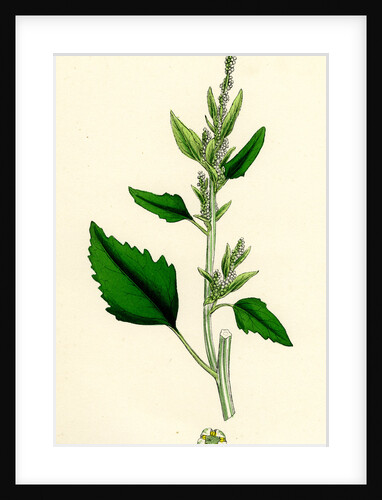 Chenopodium Album Var. Candicans White Goosefoot by Anonymous