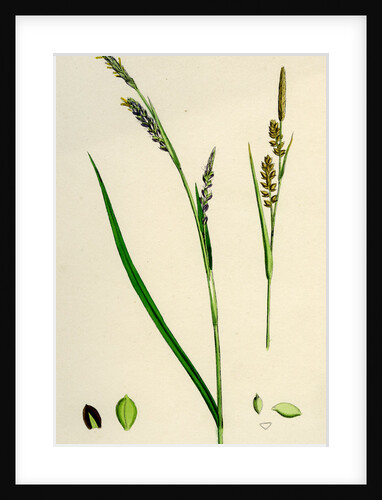 Carex Panicea Pink-Leaved Sedge by Anonymous