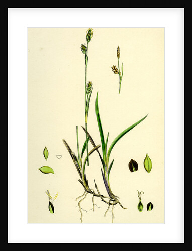 Carex Vaginata Short Brown-Spiked Sedge by Anonymous