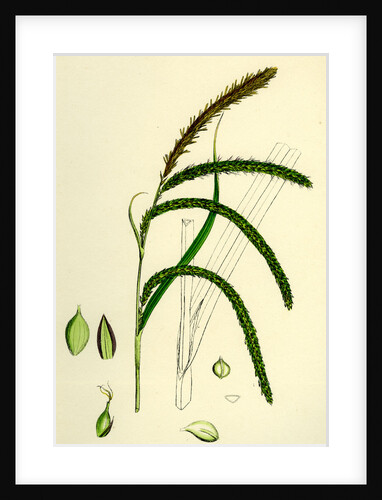 Carex Pendula Great Pendulous Sedge by Anonymous