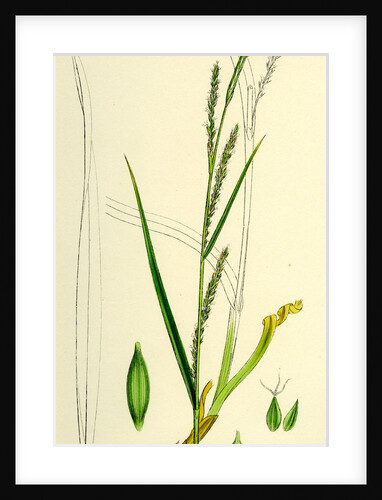 Carex Strigosa Loose-Spiked Wood Sedge by Anonymous