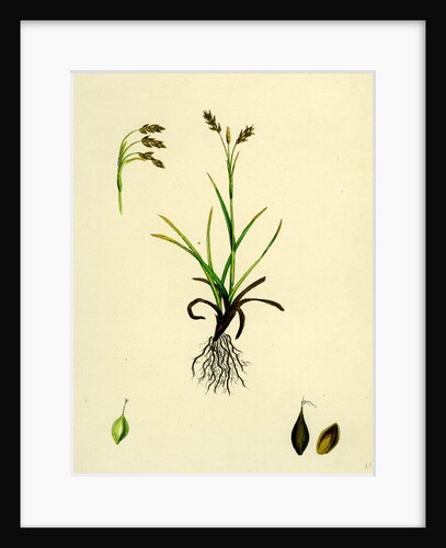 Carex Capillaris Capillary Sedge by Anonymous