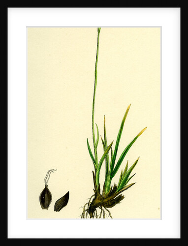 Carex Ustulata Scorched Alpine Sedge by Anonymous