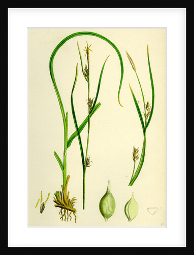 Carex Depauperata Starved Wood Sedge by Anonymous