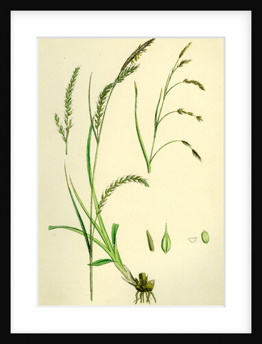 Carex Sylvatica Pendulous Wood Sedge by Anonymous