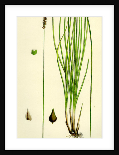 Carex Teretiuscula Var. Ehrhartiana Lesser Panicled Sedge Var. B. by Anonymous
