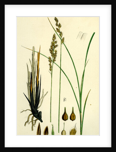 Carex Paradoxa Paradoxical Sedge by Anonymous