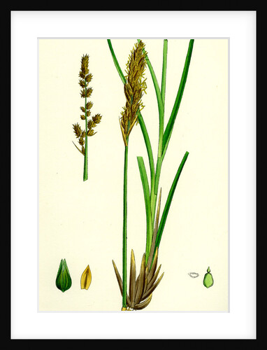 Carex Paniculata Greater Panicled Sedge by Anonymous