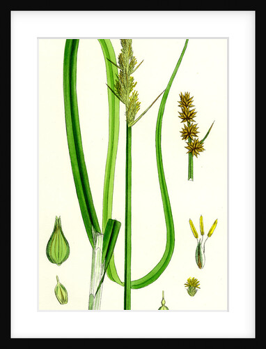Carex Vulpina Great Sedge by Anonymous