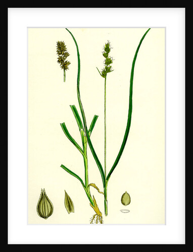 Carex Eu-Muricata Greater Prickly Sedge by Anonymous