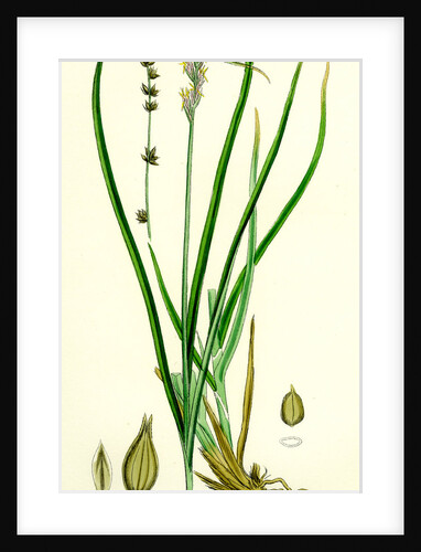 Carex Divulsa Grey Sedge by Anonymous