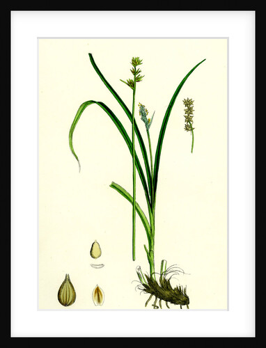 Carex Stellulata Little Prickly Sedge by Anonymous