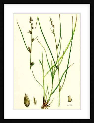 Carex Remota Distant-Spiked Sedge by Anonymous