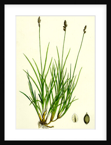 Carex Curta Var. Alpicola White Sedge Var. B. by Anonymous