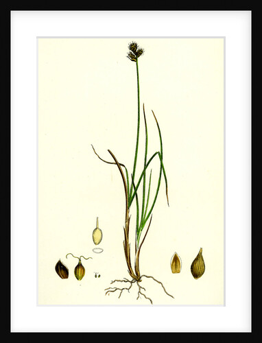 Carex Lagopina Hare's-Foot Sedge by Anonymous