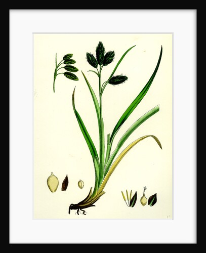 Carex Atrata Black Sedge by Anonymous